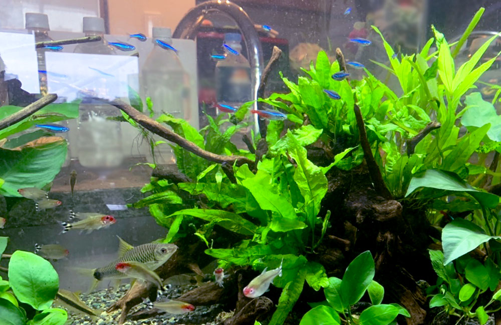 流木と水草が茂る水槽を泳ぐネオンテトラの仲間と小型熱帯魚