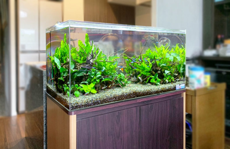 リビングに設置された90cm淡水魚水槽!ネオンテトラやグッピーのアクアリウム 水槽画像5