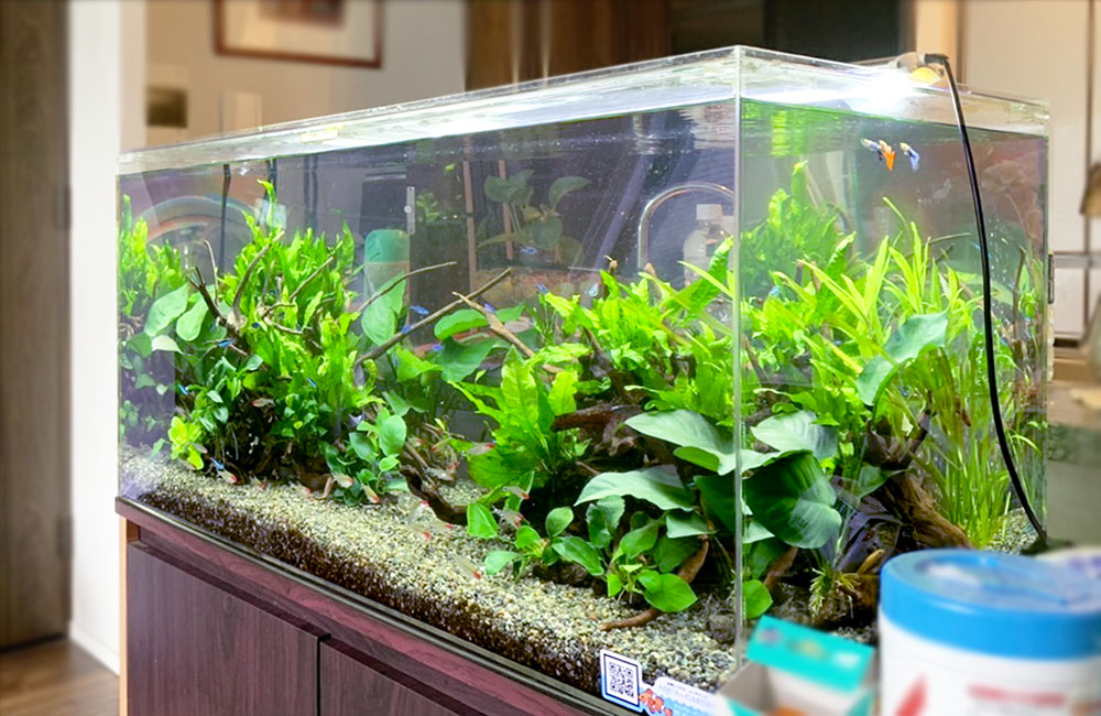 水草と流木を配置したグッピーが泳ぐ大型水槽