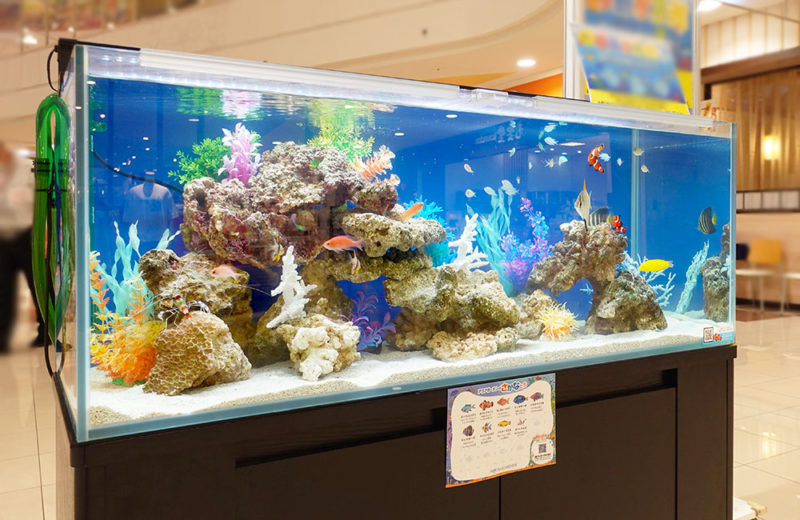 短期イベントの海水魚水槽！ショッピングモールで夏の移動水族館・その２ 水槽画像３