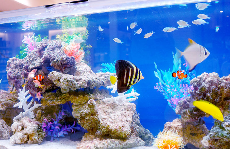 海水魚水槽