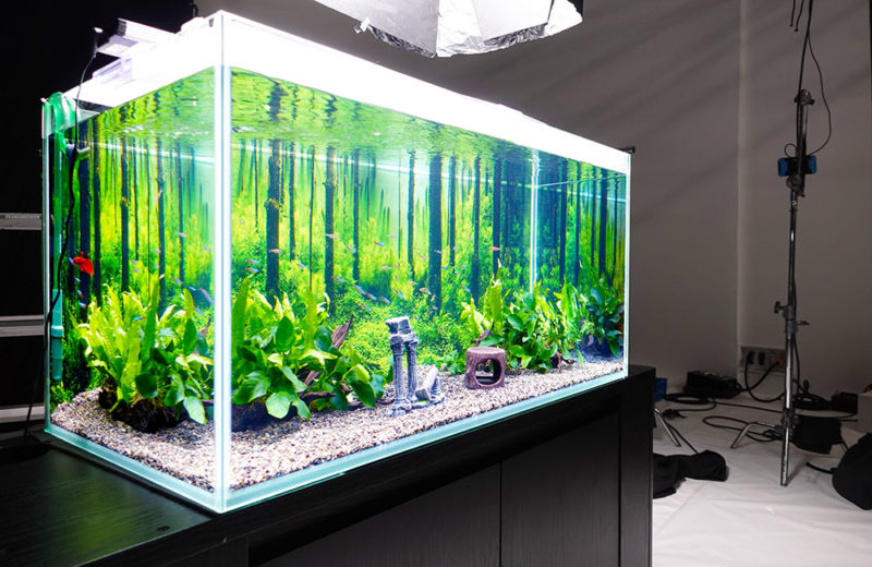 PR動画撮影に淡水魚水槽を短期レンタル!ベタが泳ぐ森林アクアリウムサムネイル