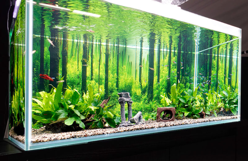 PR動画撮影に淡水魚水槽を短期レンタル!ベタが泳ぐ森林アクアリウム 水槽画像3