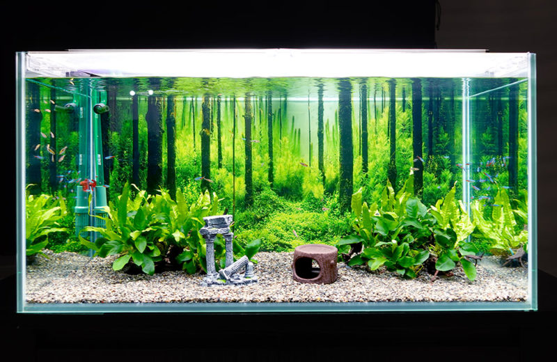 PR動画撮影に淡水魚水槽を短期レンタル!ベタが泳ぐ森林アクアリウム 水槽画像2