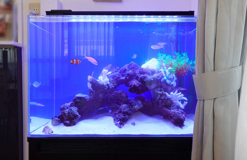リビングの海水魚水槽・その後!シマキンチャクフグをお迎えしました 水槽画像1