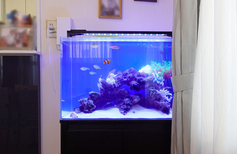 リビングの海水魚水槽・その後!シマキンチャクフグをお迎えしました 水槽画像3