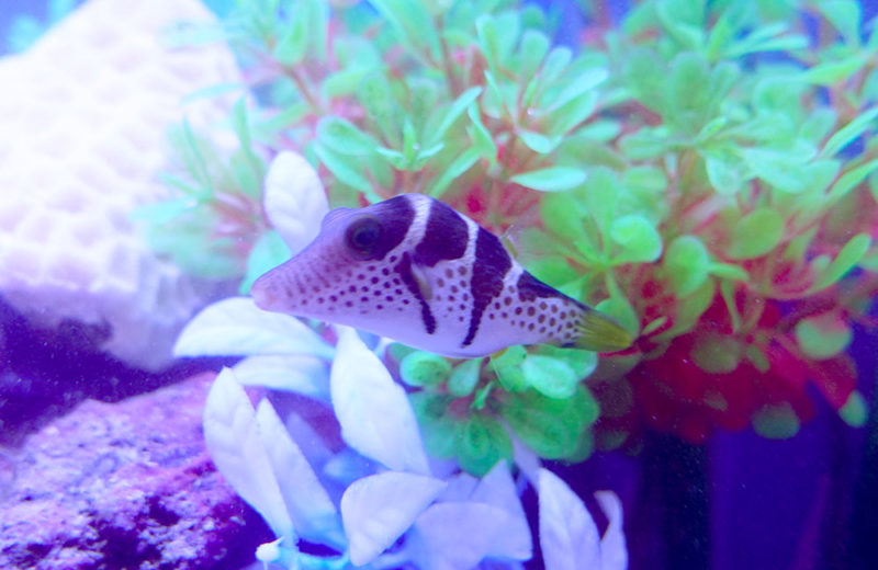 リビングの海水魚水槽・その後!シマキンチャクフグをお迎えしました 水槽画像4