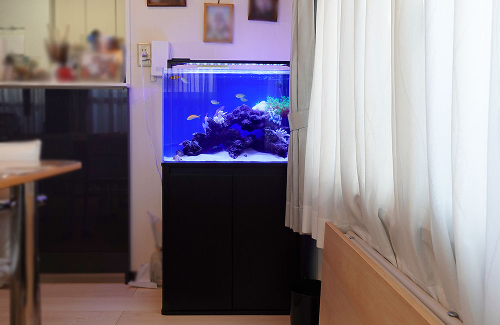 リビングに設置された青い照明の海水魚水槽と黒い水槽台