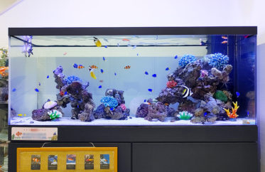 18種類の海水魚・生き物が泳ぐ！企業エントランスの150cmの大型水槽