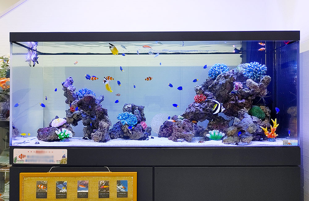 18種類の海水魚・生き物が泳ぐ!企業エントランスの150cmの大型水槽のサムネイル画像
