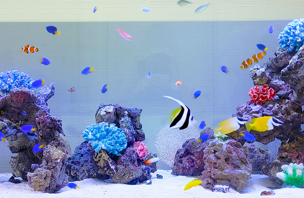水槽レンタル Q&A 魚を増やす