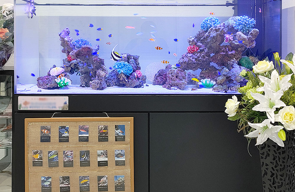 海水魚が泳ぐ大型水槽と魚の紹介パネルの展示