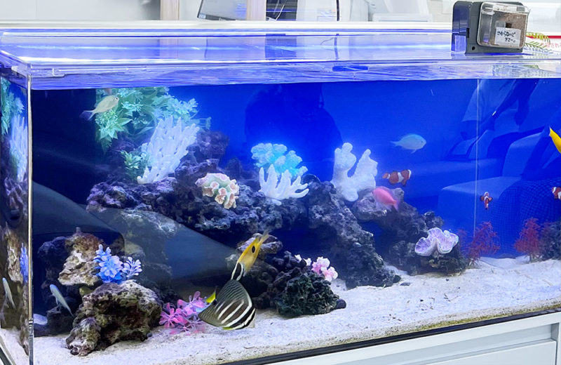コケを防いで清潔感を演出!メンタルクリニックの90cm海水魚水槽 水槽画像3