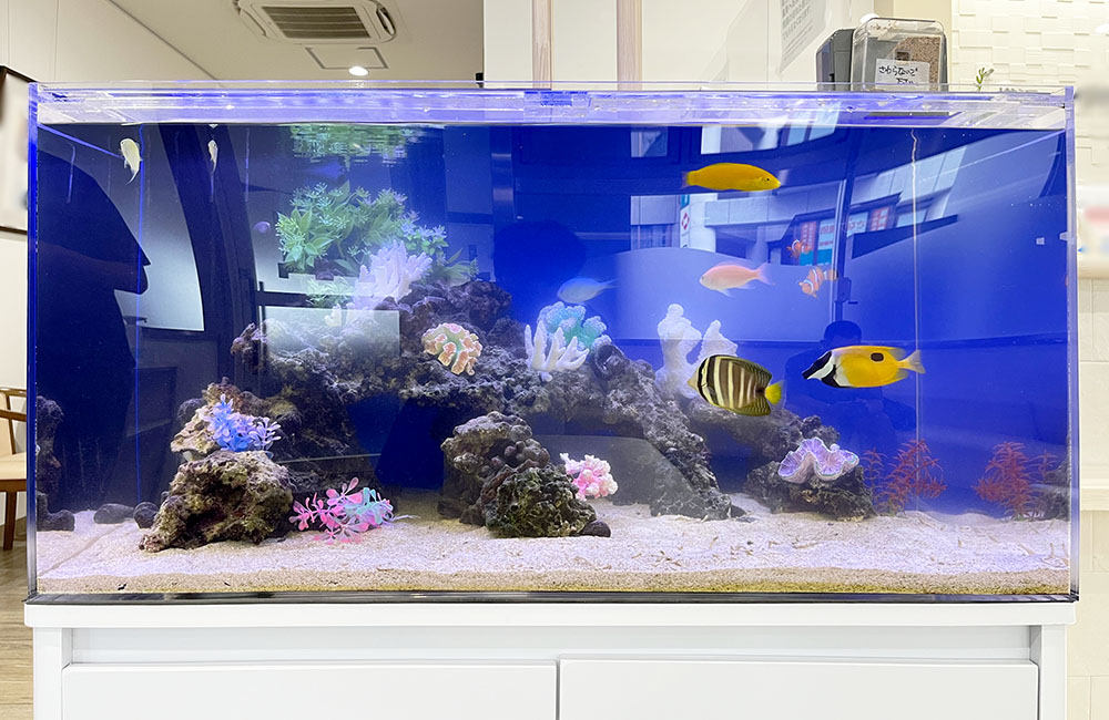 海水魚とサンゴ模型を配置した青い背景の大型水槽