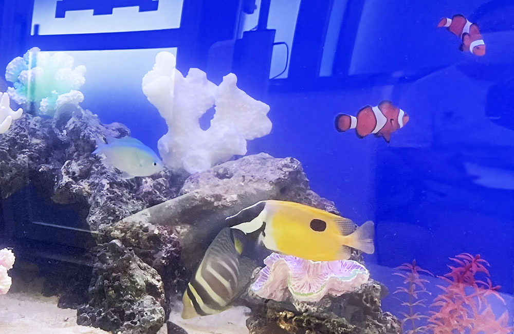 サンゴ岩の周りを泳ぐクマノミや海水魚の水槽