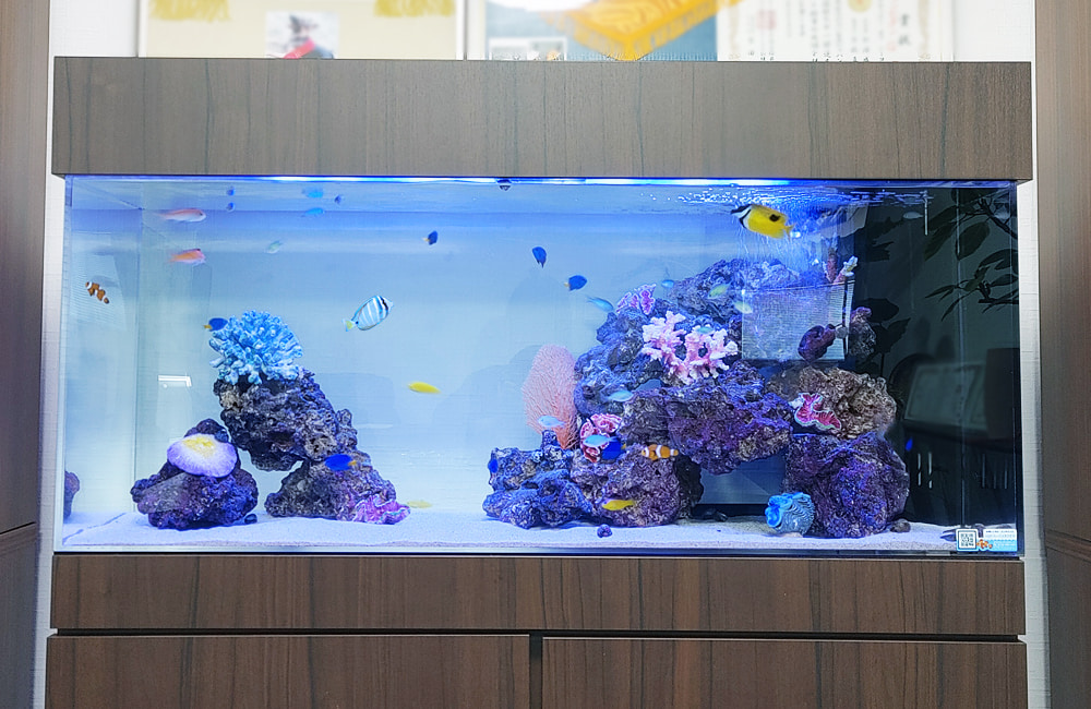 海水魚とサンゴが泳ぐ木目調キャビネットの大型水槽