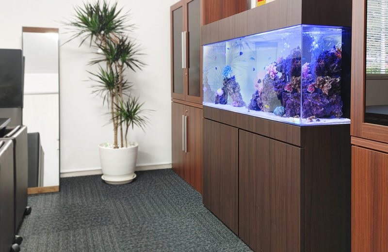 室内で海の世界を楽しむ!オフィスに設置した120cm海水魚水槽レンタル事例 水槽画像5