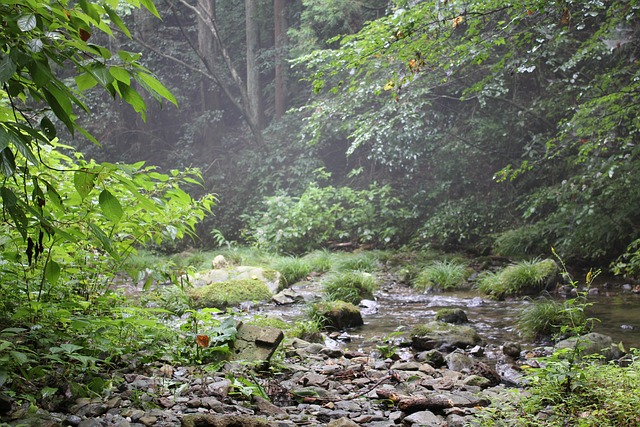 霧が立ち込める森の中を流れる岩場の小川と周囲の緑の植物