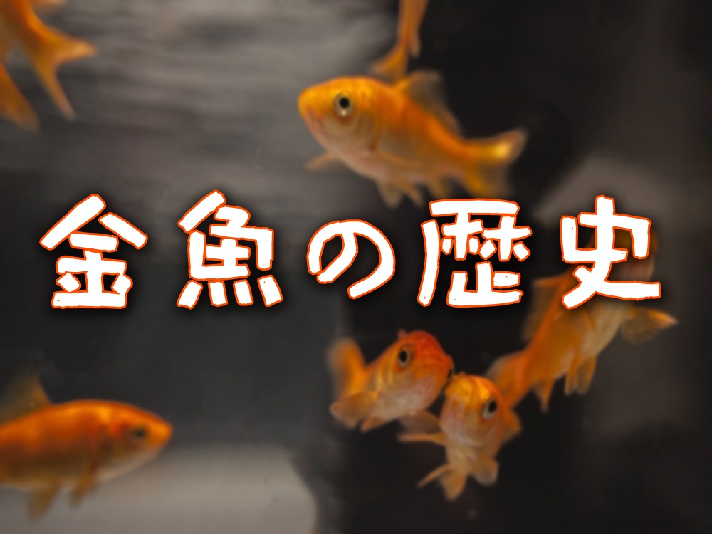 金魚の歴史!起源から品種改良と輸入・輸出などについてをご紹介!のサムネイル画像