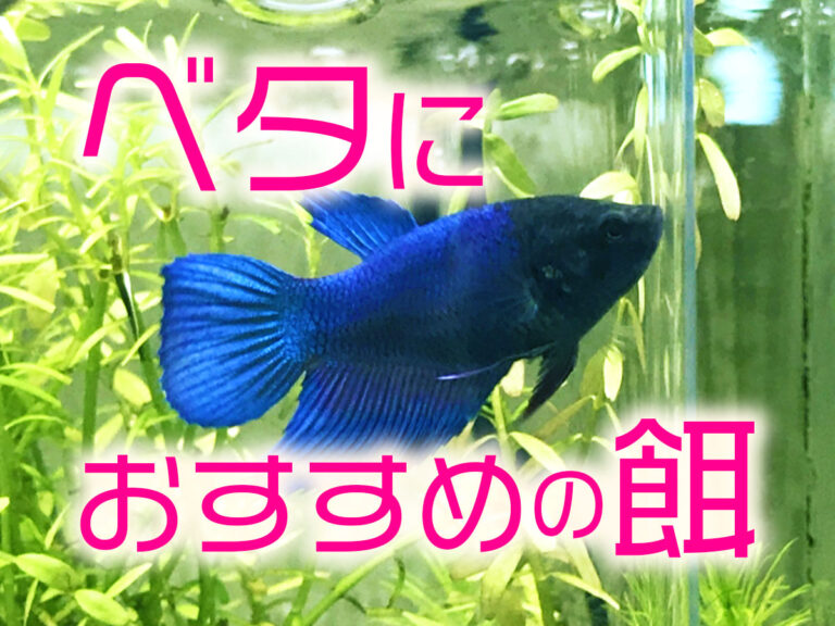ベタにおすすめの餌7選!顆粒・赤虫・乾燥餌と食べないときの対処法のサムネイル画像