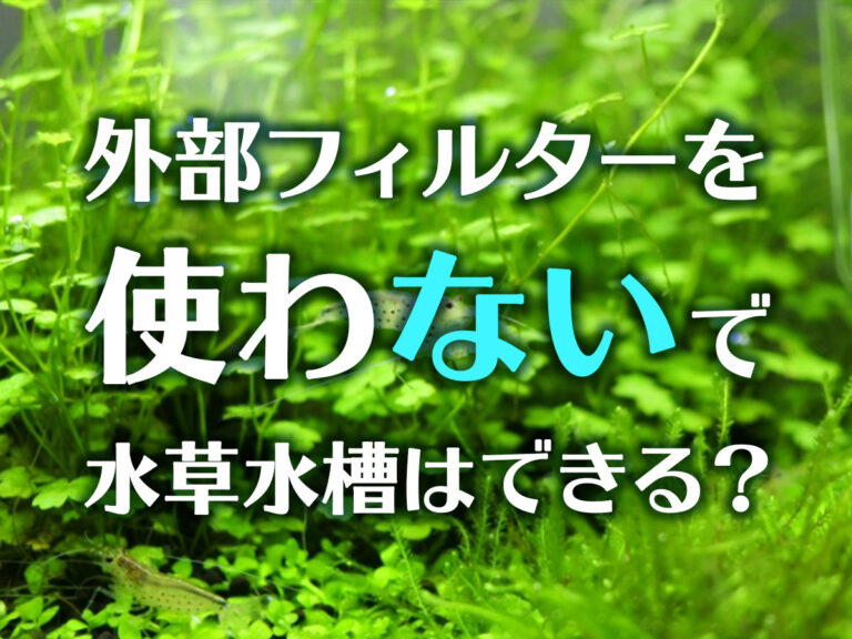 外部フィルターを使わない水草水槽の可否を問う見出し画像