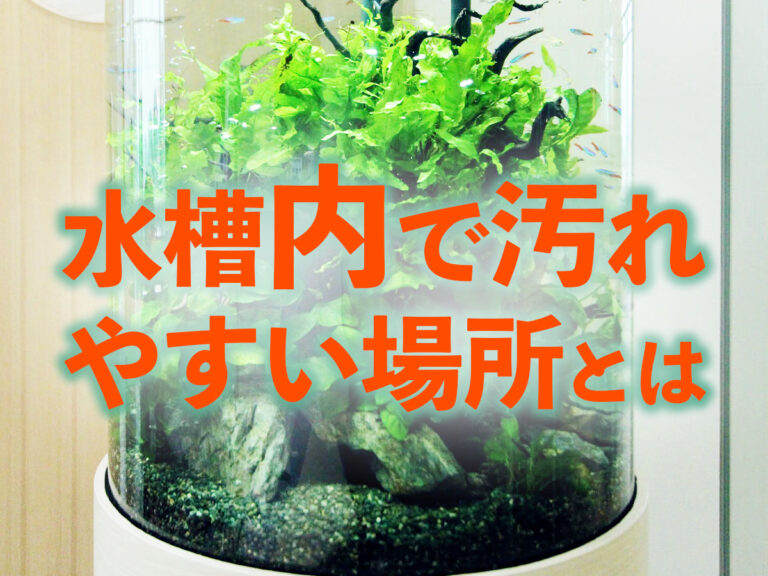 水槽内で汚れやすい場所とはの文字と円柱水槽の見出し画像