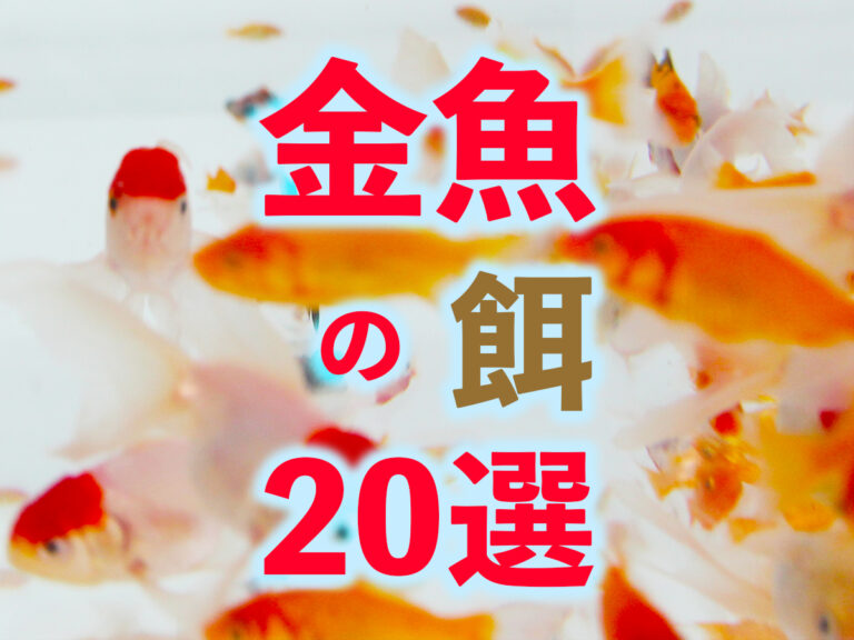 2026年版・金魚の餌20選!和金・琉金・ランチュウに最適なエサ!のサムネイル画像