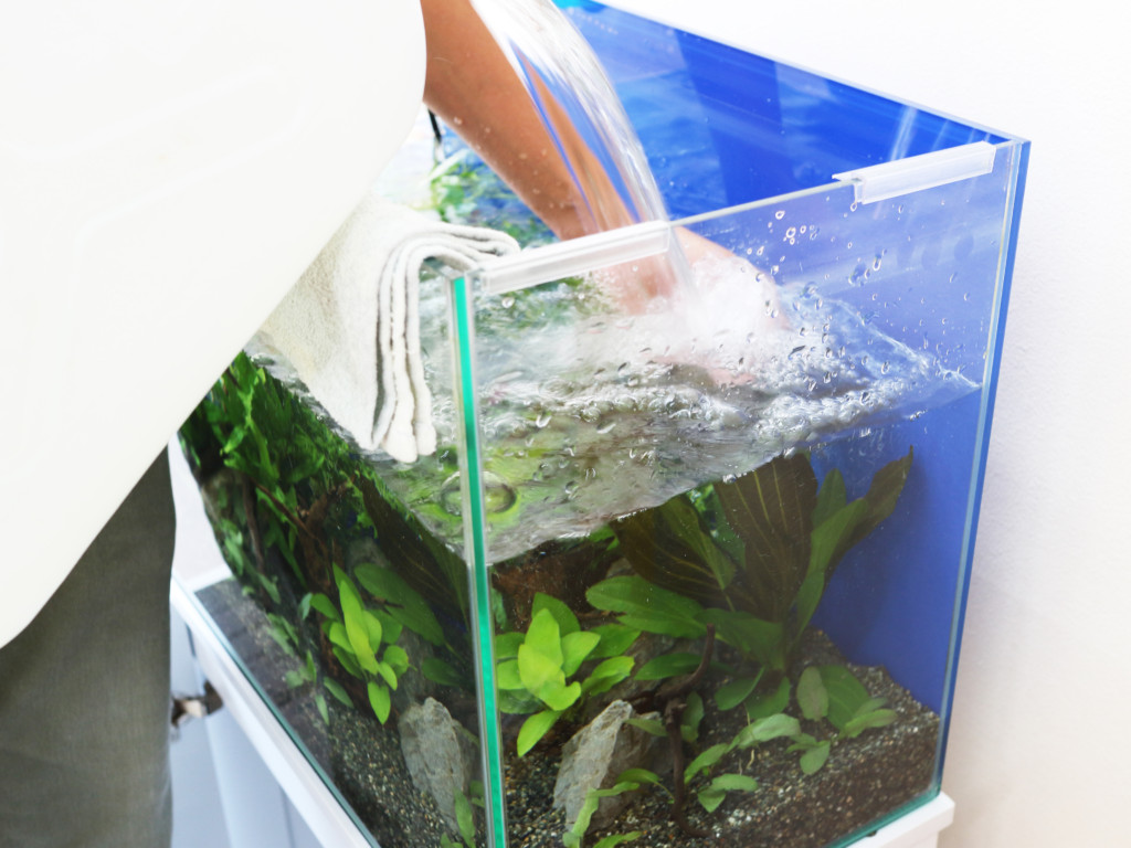 水草を植えた水槽へ手で水流を抑えながら注水する工程