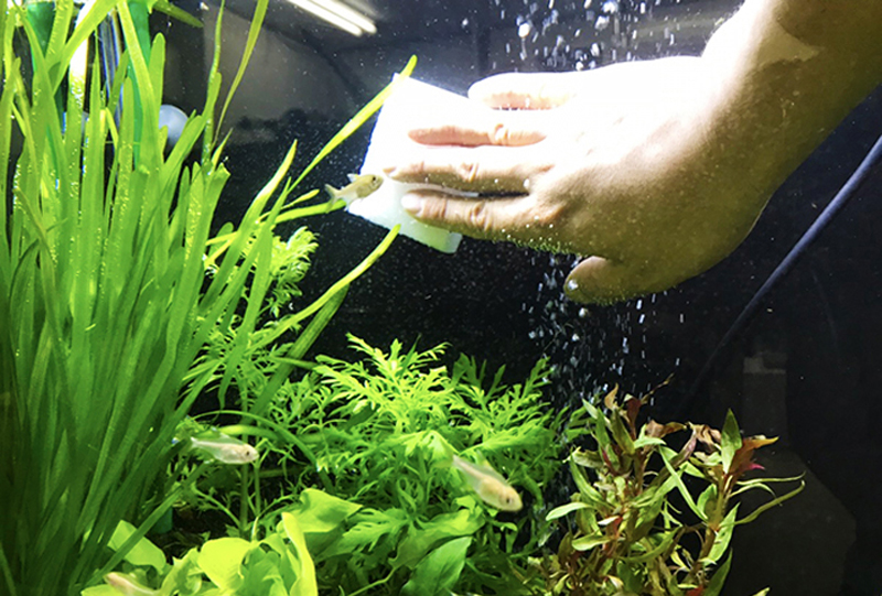 スポンジで水槽の壁面を掃除する手と水草や小型魚