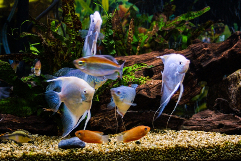 流木と水草を配置した水槽を泳ぐエンゼルフィッシュと熱帯魚群