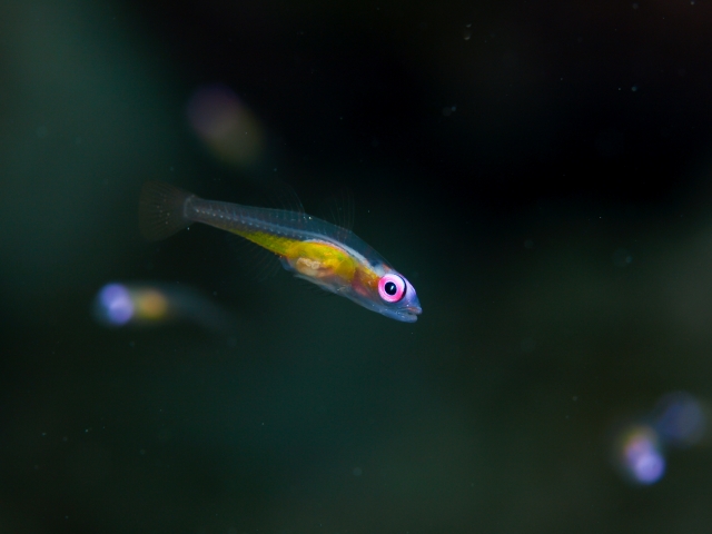 目が赤く体が透明な小型熱帯魚の遊泳写真