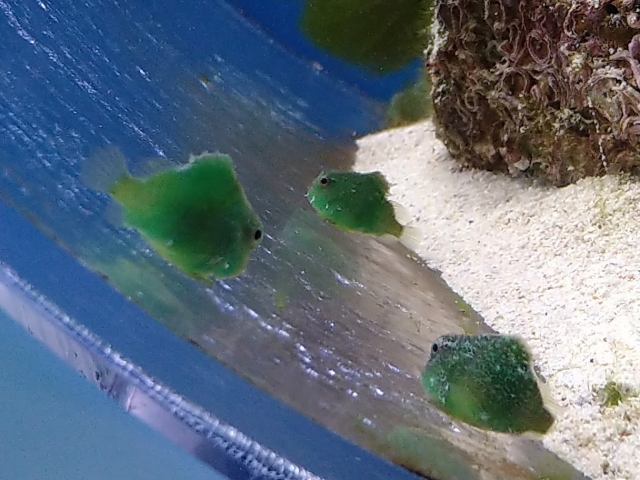 水槽の壁面に張り付く緑色のダンゴウオの仲間たち
