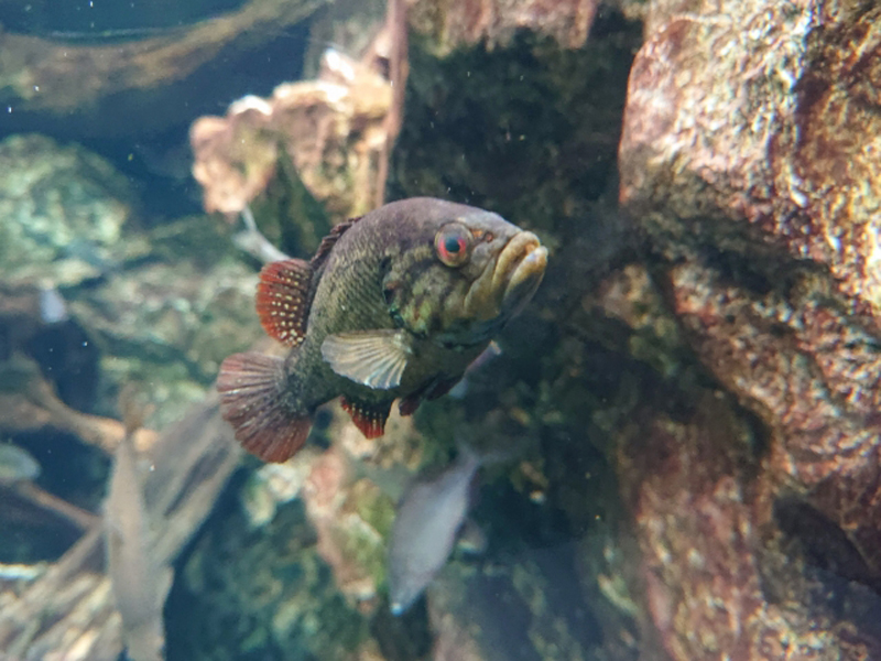岩の近くを泳ぐ赤いヒレの淡水魚と水槽内の流木