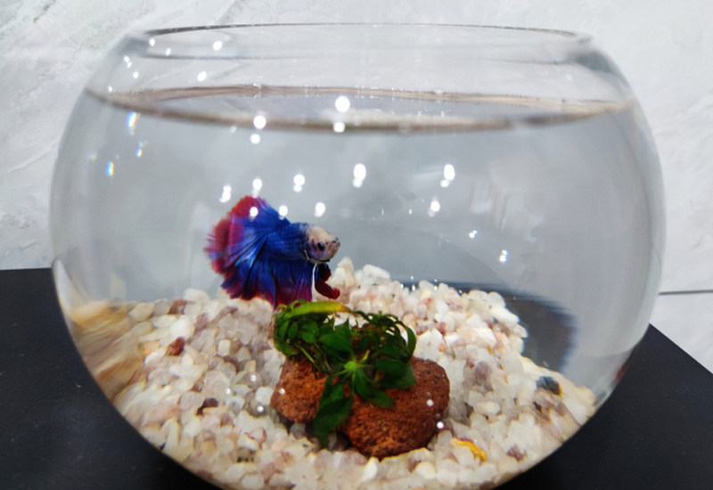 丸い金魚鉢で泳ぐ青と赤のベタと底砂に置かれた水草