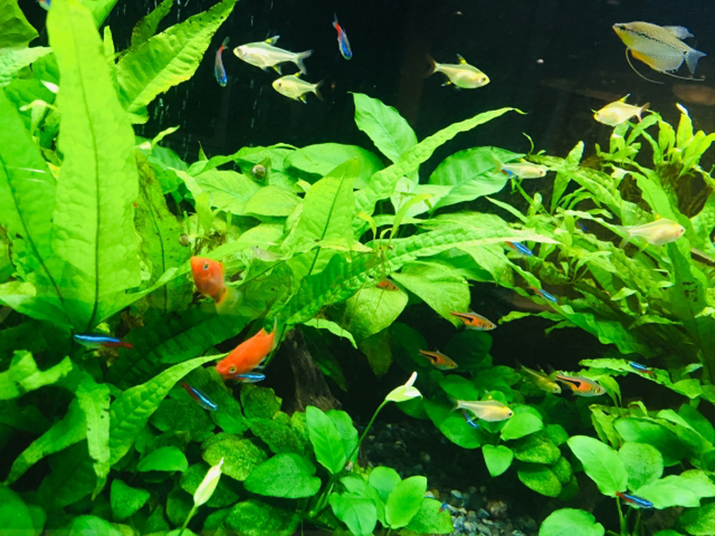 水草が茂る水槽内を泳ぐネオンテトラの仲間と小型熱帯魚群