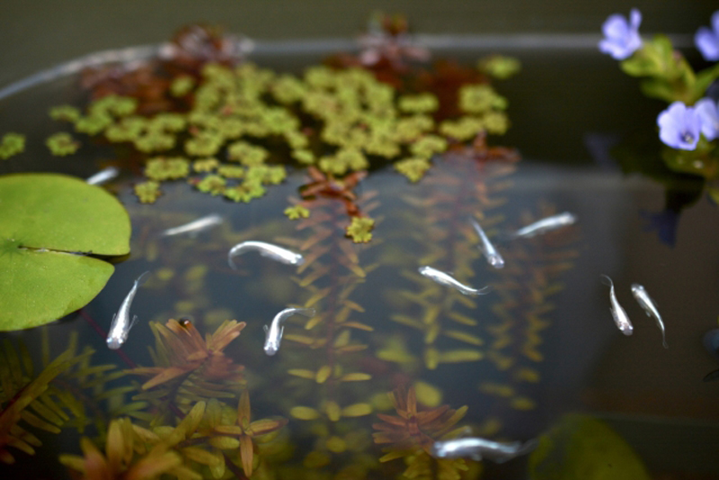 水草が茂る屋外水槽を泳ぐ複数のメダカ