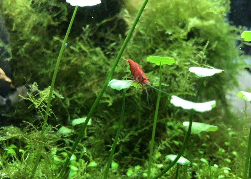 水草の葉に乗る赤いエビと背景のウィローモス類