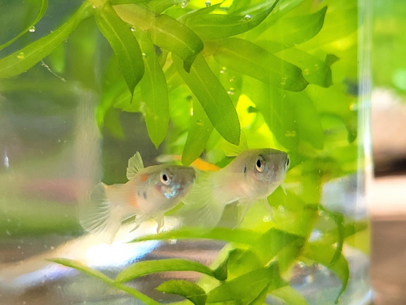 水草の陰を泳ぐ2匹のグッピーと気泡の付いた水草