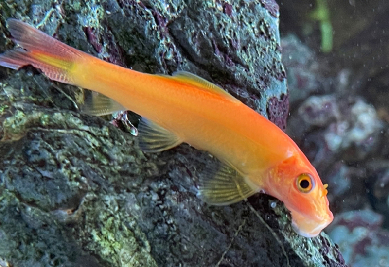 岩肌に張り付くオレンジ色の熱帯魚の仲間