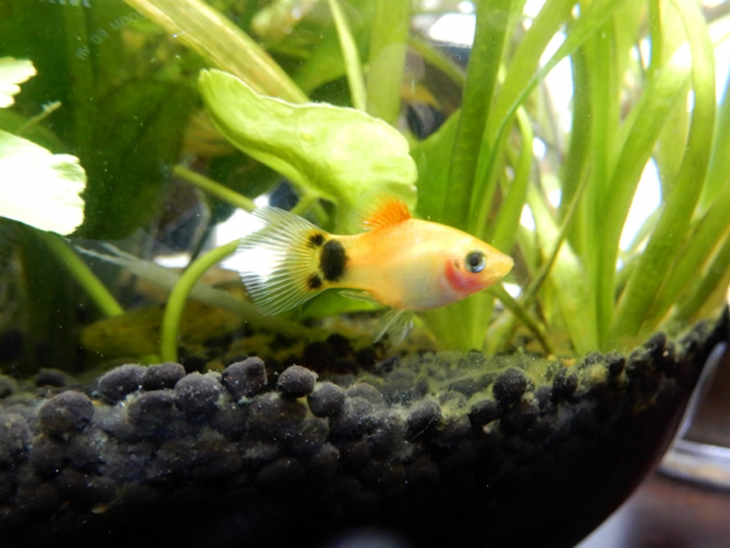 水草が植えられた水槽内を泳ぐオレンジ色の熱帯魚