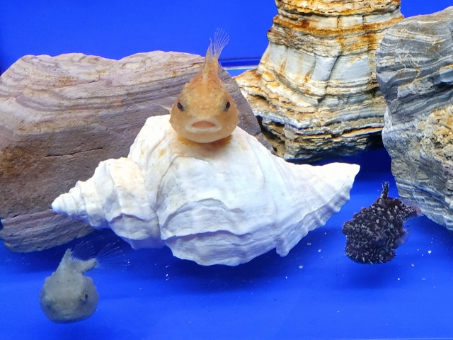 白い貝殻に乗るオレンジ色の魚と周囲の岩や魚