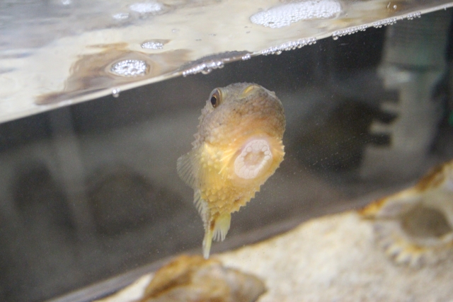 水槽のガラス面に吸盤で張り付く淡水フグの仲間