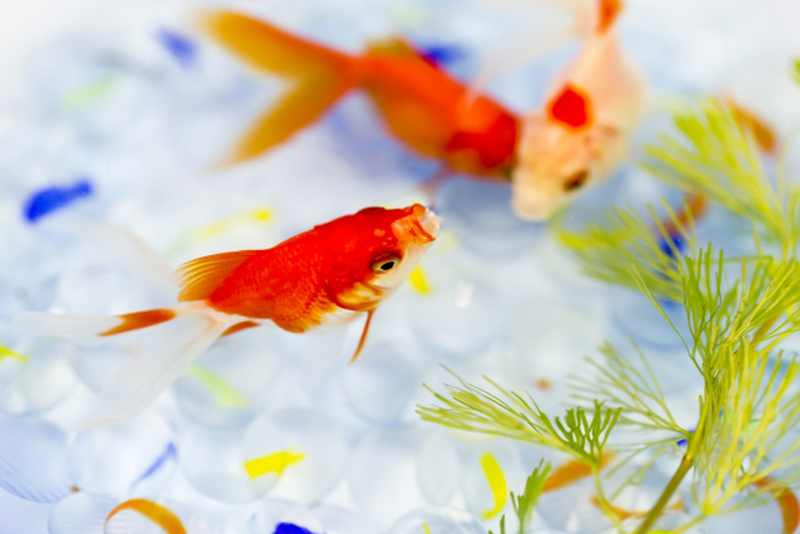 ビー玉を敷いた水槽を泳ぐ金魚と水草の俯瞰画像