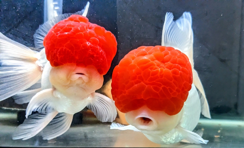 赤い肉瘤が発達した白い金魚2匹の正面写真