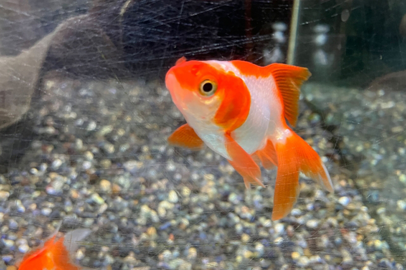 砂利を敷いた水槽内を泳ぐ赤白模様の金魚の姿