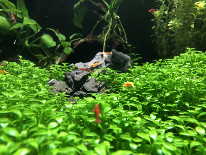水草の絨毯と石の周りに集まる赤や黄色のエビ類