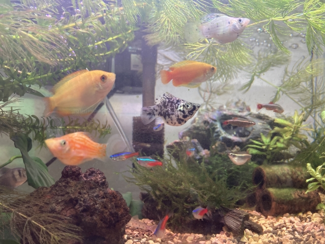 水草水槽を泳ぐネオンテトラの仲間と小型熱帯魚の混泳