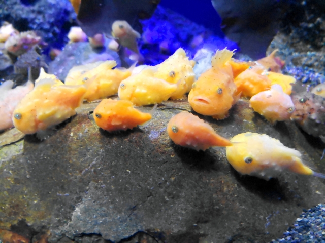 岩の上に集まるオレンジ色のフウセンウオの群れ