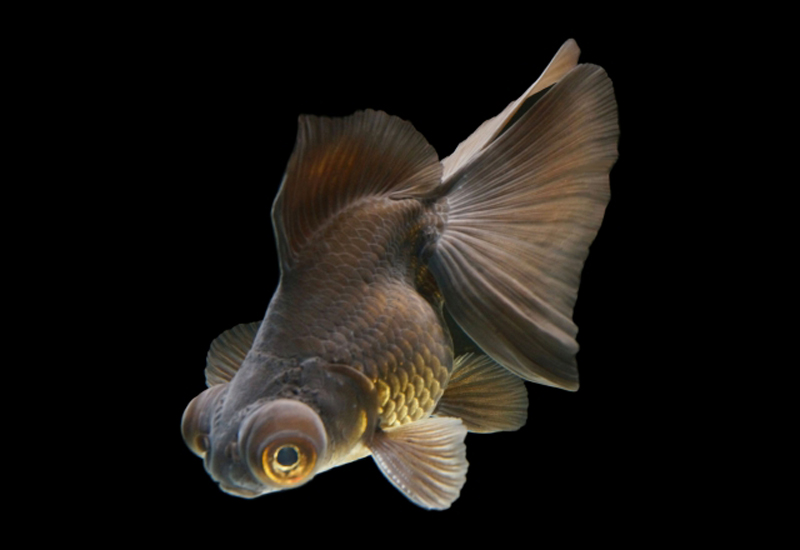 黒い背景を泳ぐ出目金の特徴を持つ黒い金魚
