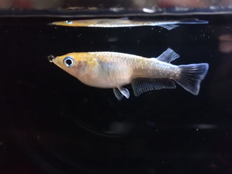 黒い背景の水槽内を泳ぐ1匹のメダカの横顔